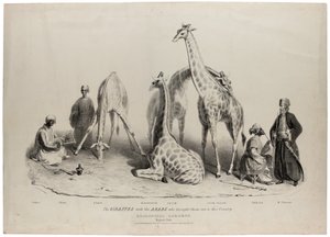 The giraffes with the Arabs who brought them over to this country, Zoological Gardens, Regents Park, London, June 1836 by George Snr Scharf